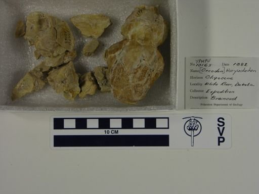 Merycoidodon sp.