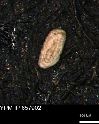 Spirolocammina planula