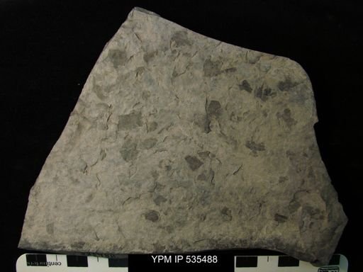 undet. Eurypterida