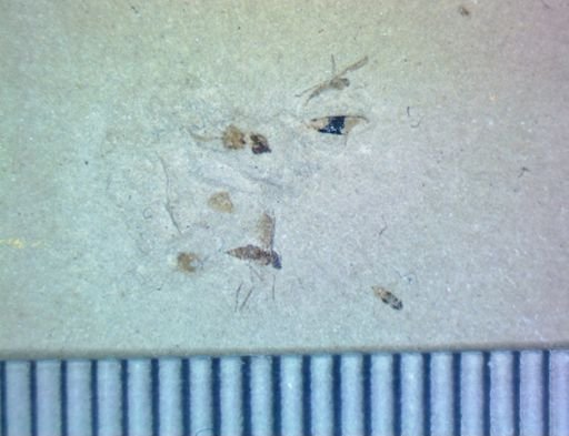 undet. Hexapoda