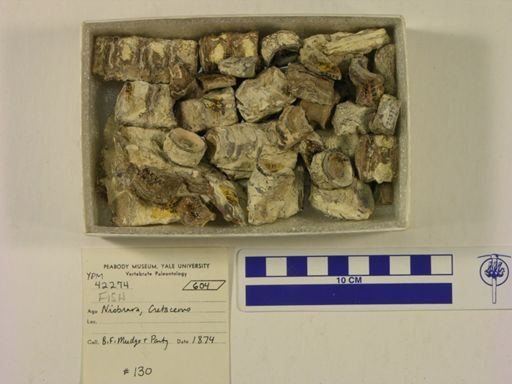 undet. Actinopterygii
