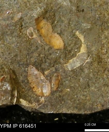 Protocardia subquadrata
