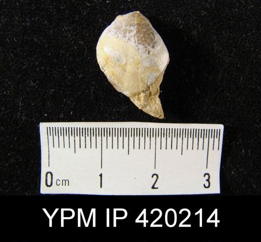 undet. Athyridida