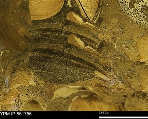 Limopsis striatopunctatus