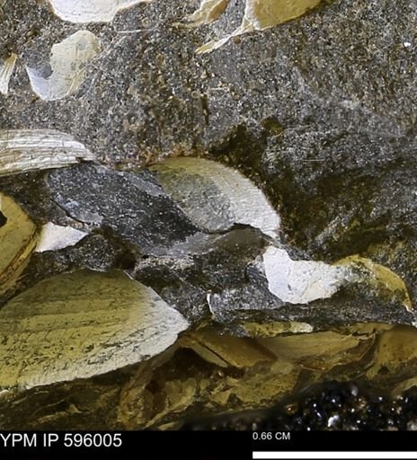 undet. Bivalvia