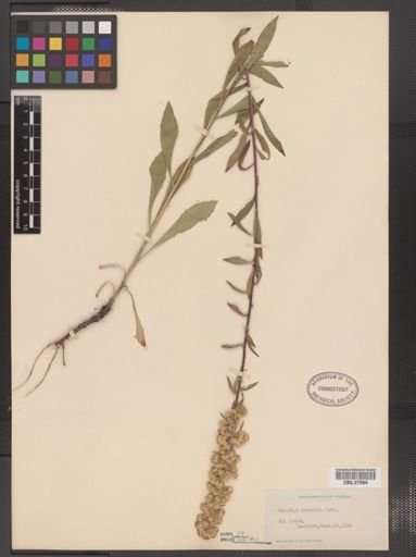 Solidago puberula
