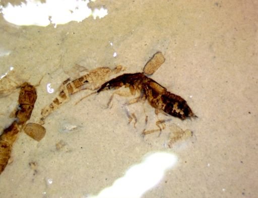 undet. Staphylinidae