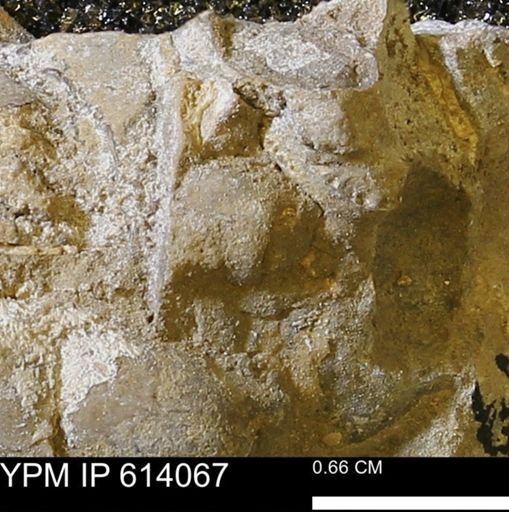 undet. Mollusca