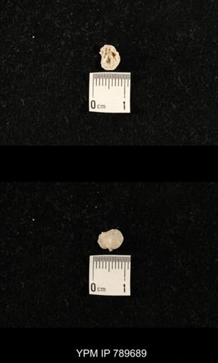 undet. Brachiopoda