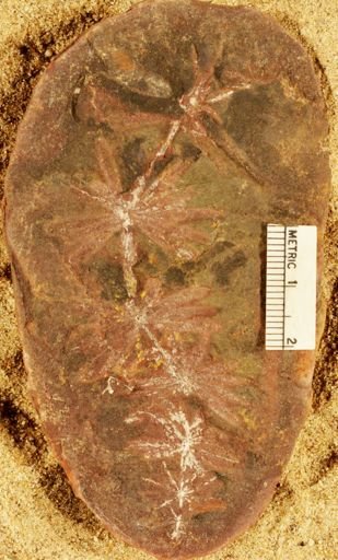 Annularia radiata