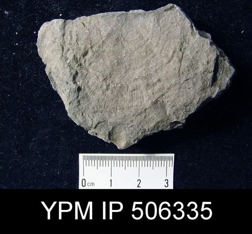 undet. Strophomenida