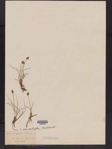 Carex