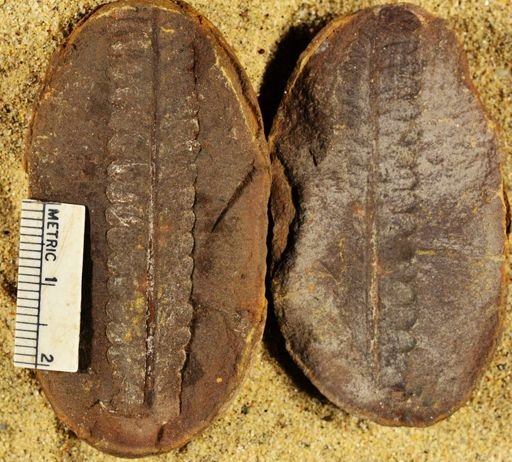 Pecopteris sp.