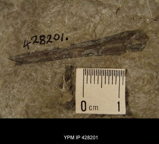 Eurypterus sp.