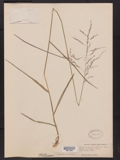 Glyceria striata