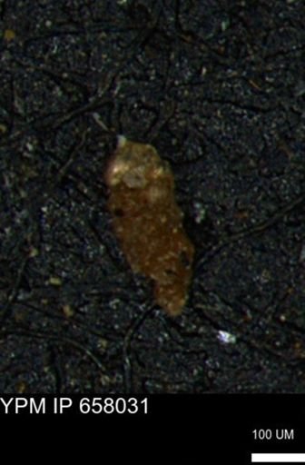 Verneuilinoides hectori