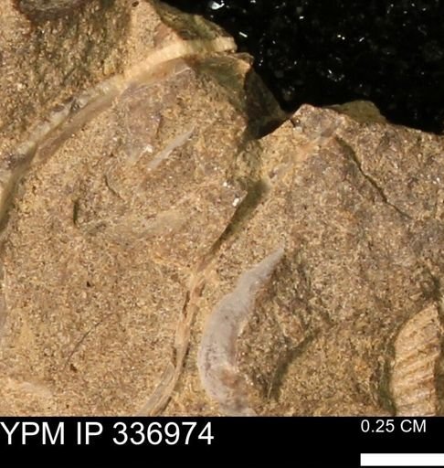 undet. Mollusca