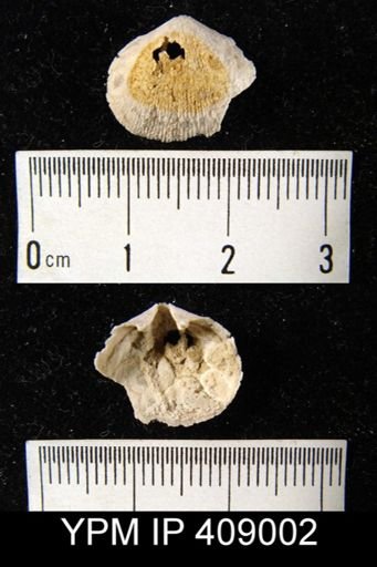 Doleroides sp.