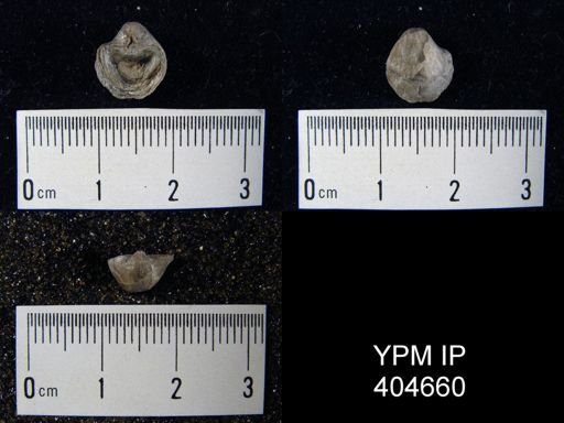 Ambocoelia umbonata