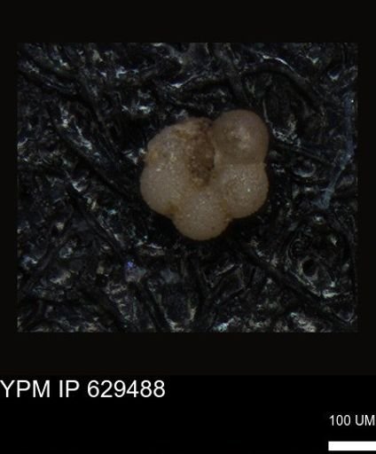 undet. Foraminiferida