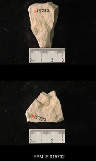 Permoblattina permiana