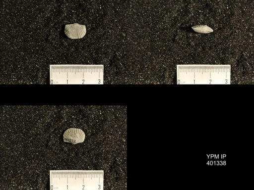 Plectorthis plicatella