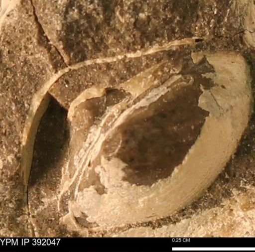 Protocardia sp.