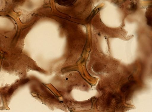 Aplysina sp.