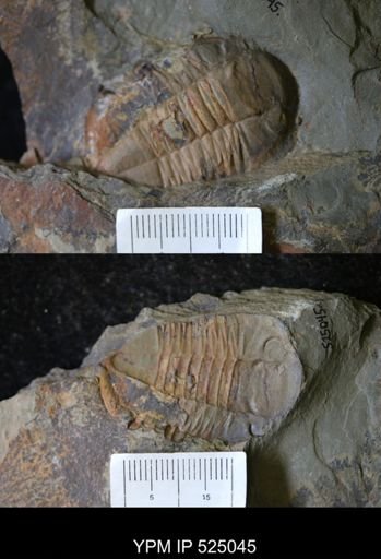 undet. Asaphidae