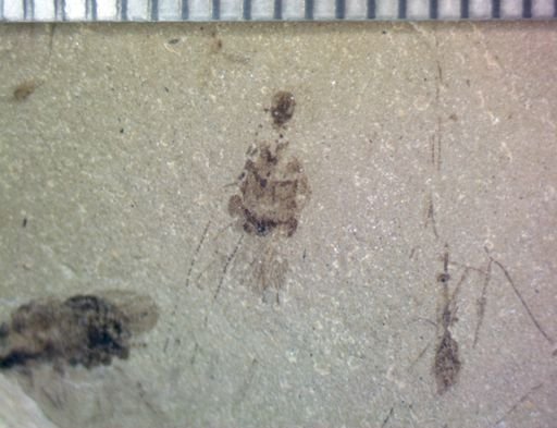 undet. Pterygota