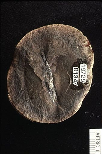 Palaeocaris typus