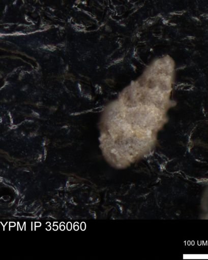 undet. Foraminiferida