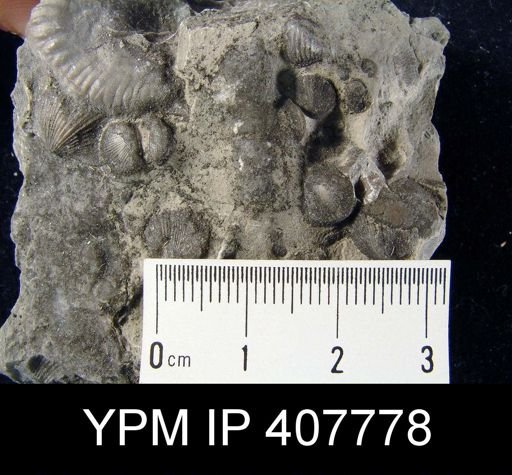 Zygospira recurvirostra