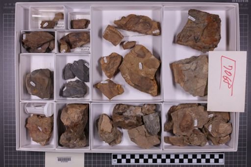 mixed taxa, stratigraphic collection
