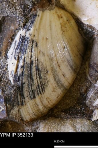 Limopsis striatopunctatus
