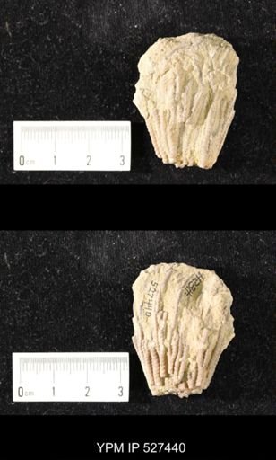 Iocrinus subcrassus