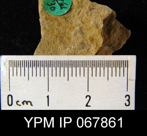 Bilobites varicus
