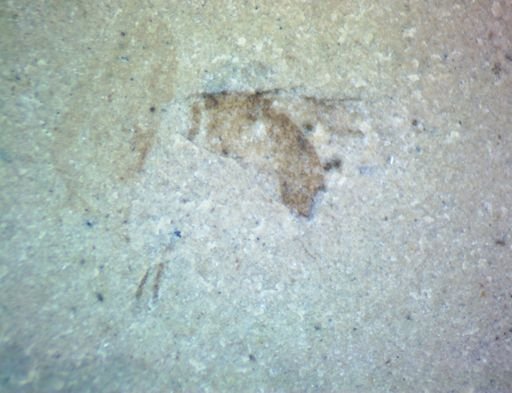 undet. Hymenoptera
