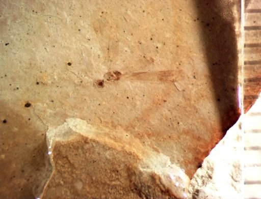 undet. Tipulidae