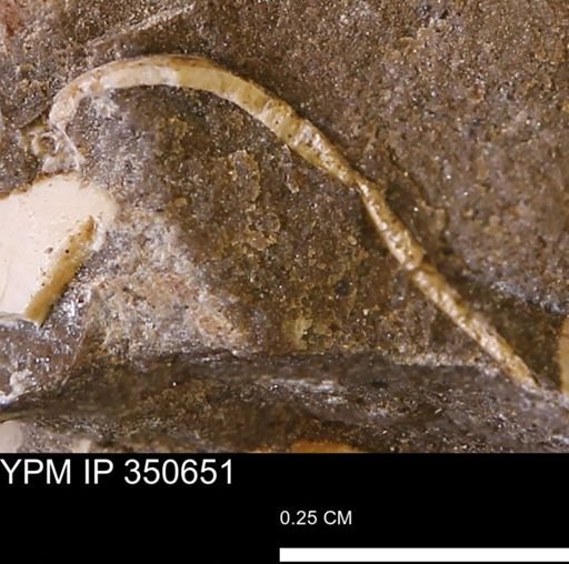 undet. Bivalvia