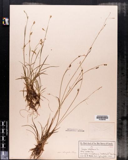 Carex capillaris