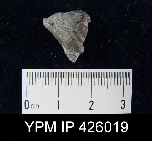 undet. Athyris spiriferoides