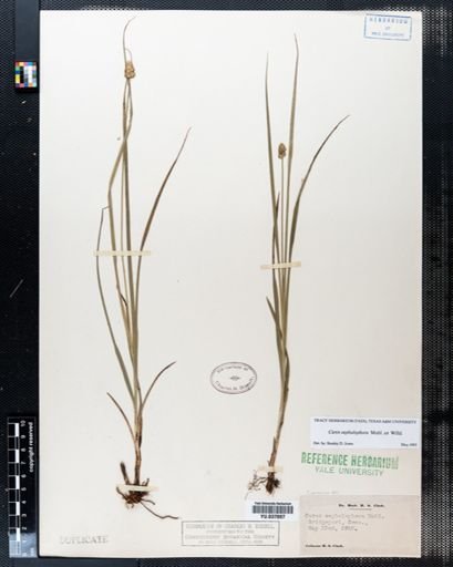 Carex cephalophora