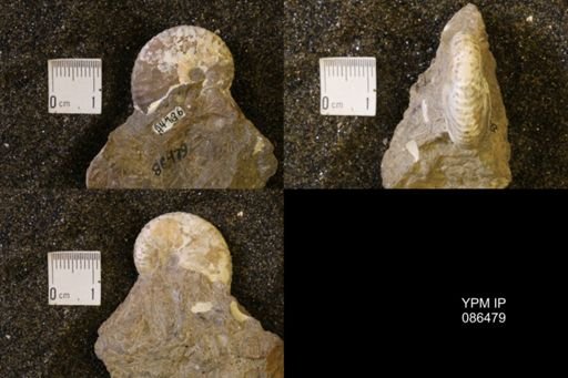 Hoploscaphites birkelundi