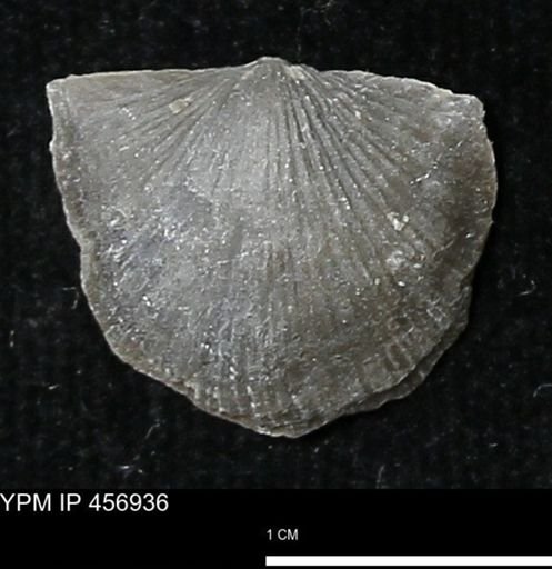 Stropheodonta sp.