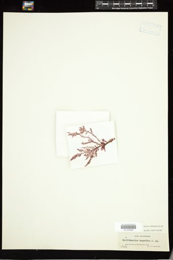 Callithamnion dasyoides