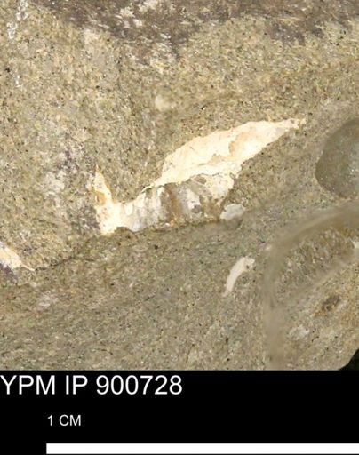 undet. Mollusca