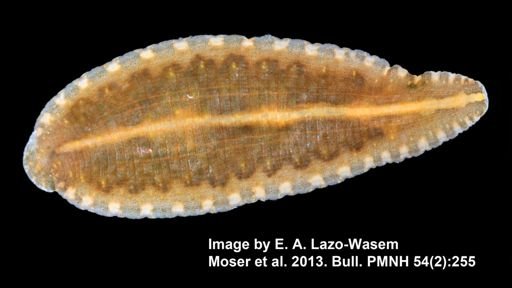 Placobdella parasitica