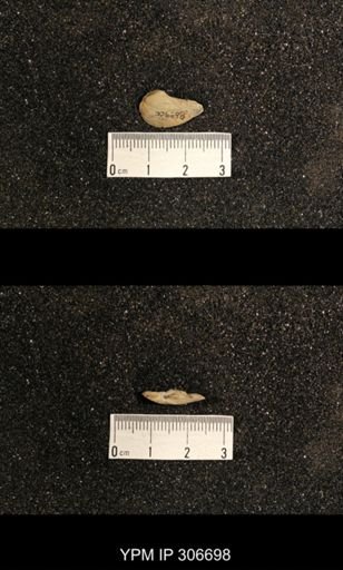 Phestia bellistriata