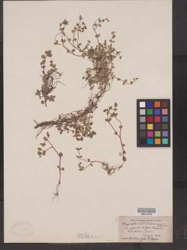 Chrysosplenium americanum